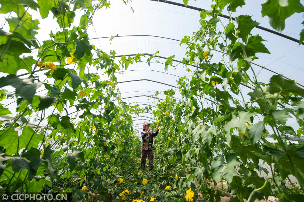 道县苹果树新闻农民修剪果树新闻-第2张图片-太平洋在线下载