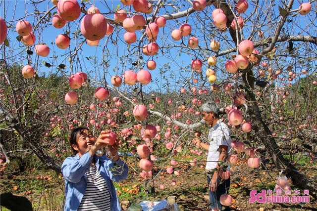 山东新闻沂源苹果沂源苹果什么时候成熟-第2张图片-太平洋在线下载