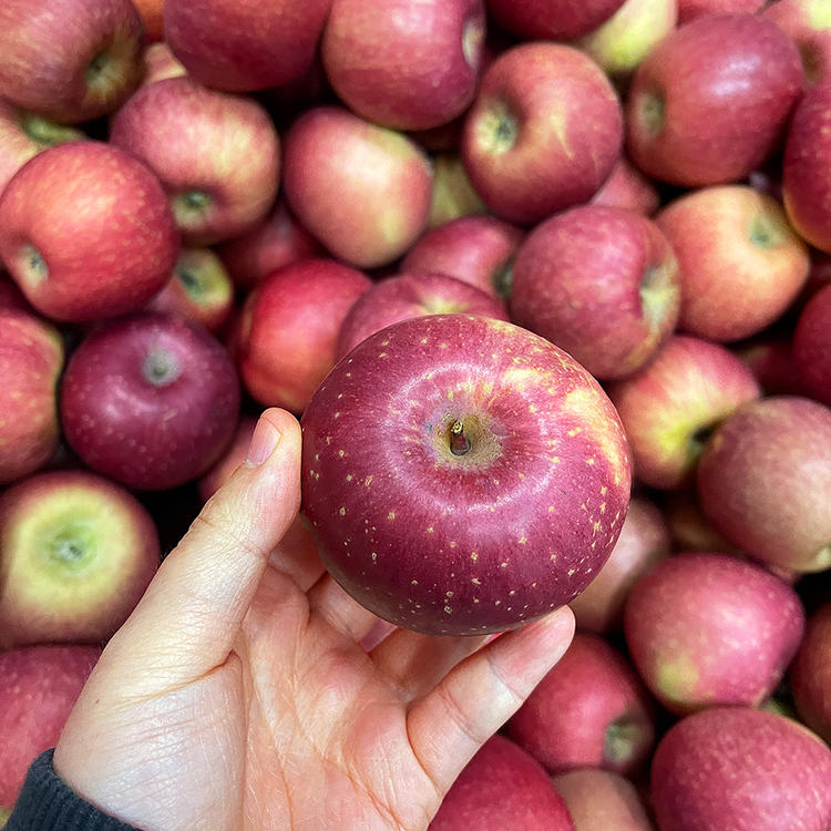 火山版苹果(火山版865)-第4张图片-QuickQ官网