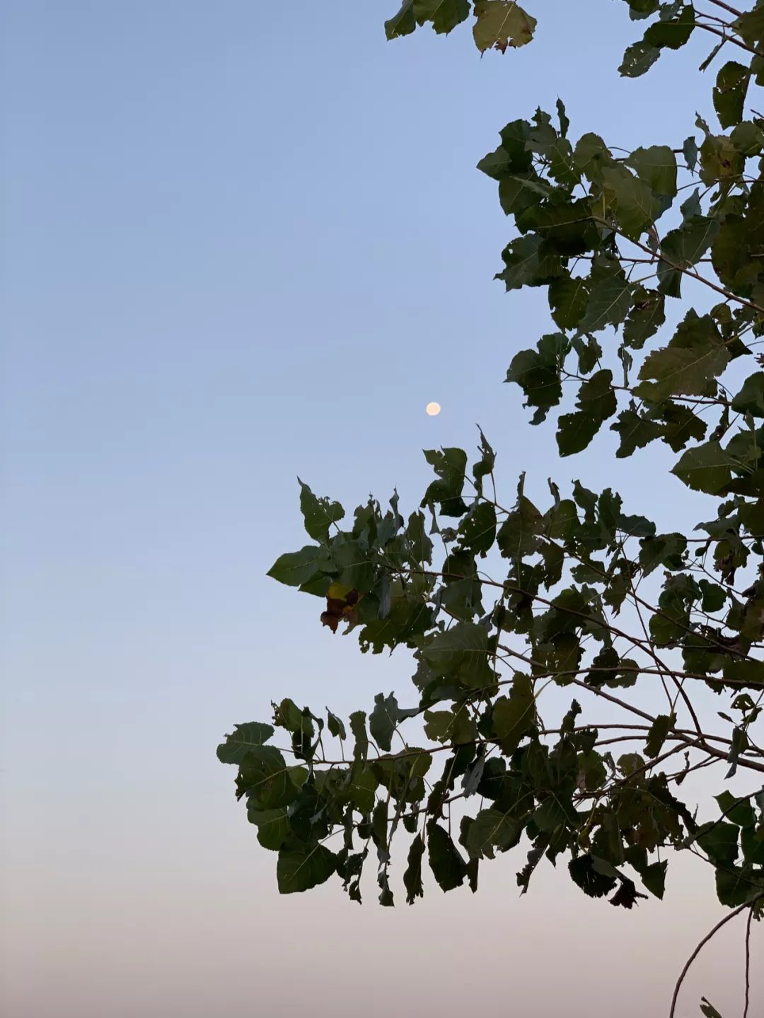 善听听书手机版(善听才能善言的例子)-第2张图片-QuickQ官网