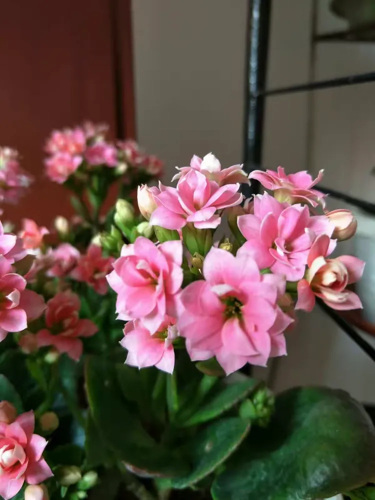 花心苹果版(ios怎么下花心社区)